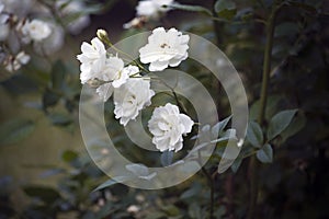 Elegant Branch of White Roses