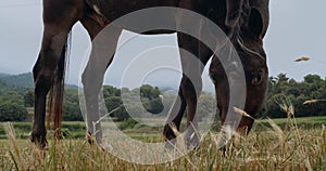 Elegant brown horse eating grass on agricultural field