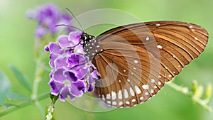 elegant brown monarch butterfly on a purple flower, a gracious and fragile lepidoptera insect famous for its migration
