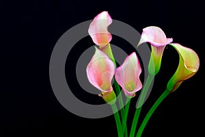 Elegant bunch of small size light pink calla lillies against black background