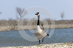 Elegant Canada Goose walking on lake shore