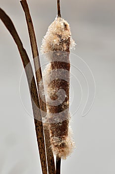 The elegant cattail on the shore of the pond is covered with white tufts. Reeds by the water surface in foggy weather