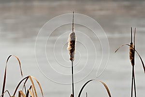 The elegant cattail on the shore of the pond is covered with white tufts. Reeds by the water surface in foggy weather