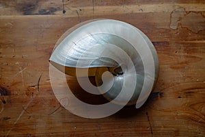 Elegant chambered nautilus shell stripped down to mother of pearl finish, centered on a deep cedar table top