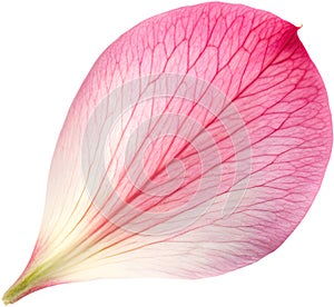 Elegant cherry blossom petals symbolizing purity and grace. photo