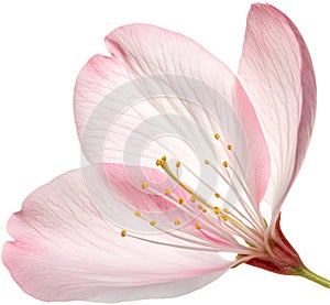 Elegant cherry blossom petals symbolizing purity and grace. photo