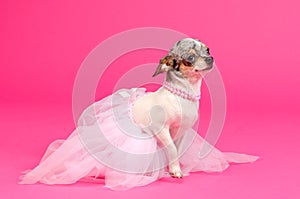 Elegant Chihuahua ballerina