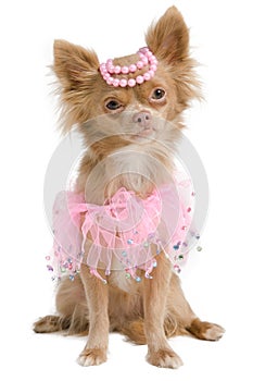 Elegant chihuahua bride with pink dress