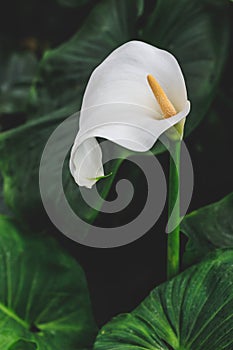 Elegant close up image of Peace lily Spathiphyllum with green leaves