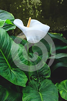 Elegant close up image of Peace lily Spathiphyllum with green leaves