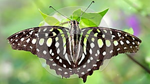 elegant colorful black and green butterfly on a leaf, this beautiful Lepidoptera insect has wide gracious and fragile wings 