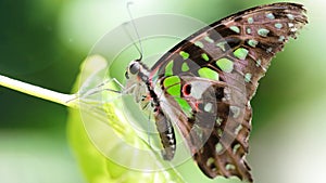 elegant colorful black and green butterfly on a leaf, this beautiful Lepidoptera insect has wide gracious and fragile wings