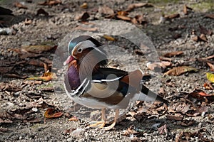 Elegant colorful bright - blue, orange, white, red, black and brown - mandarin male duck standing on the ground among