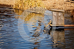 Elegant colorful bright blue, orange, white, red, black and brown mandarin male duck swimming in a pond, spring sunny day, water