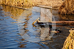 Elegant colorful bright blue, orange, white, red, black and brown mandarin male duck swimming in a pond, spring sunny day, water