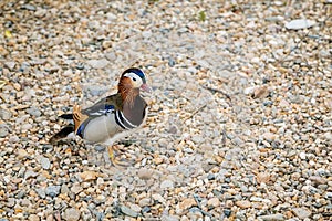 Elegant colorful bright mandarin male duck standing on gravel