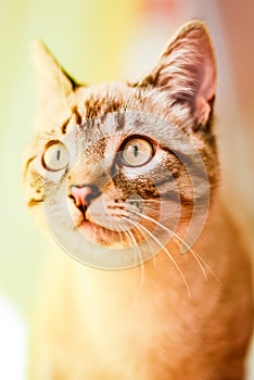 Elegant colorful White stripped tabby cat in the living room