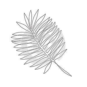 Elegant continuous line drawing. Minimal art palm leaf isolated on white backgroud