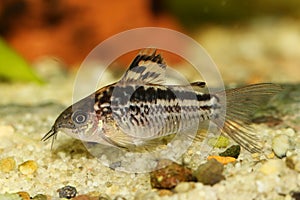 Elegant Corydoras Cory catfish Aquarium fish