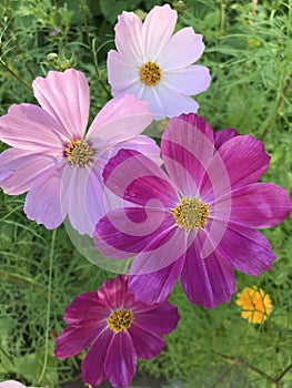 Elegant Cosmos flowers on a beautiful, sunny day