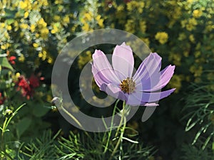 Elegant Cosmos flowers on a beautiful, sunny day