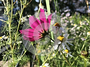 Elegant Cosmos flowers on a beautiful, sunny day