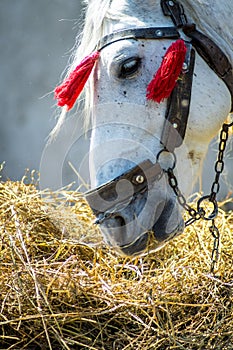 Elegant costume white horse head eating hay