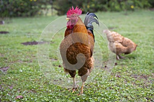 Elegant countryside farm rooster