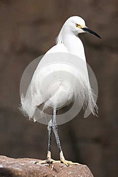 Elegant crane