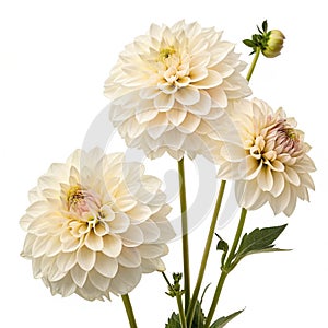 Elegant cream dahlias isolated on white photo