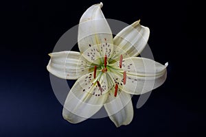 Elegant cream or white lily lance-shaped lily close-up on a dark black background. A minimalistic photo for a poster