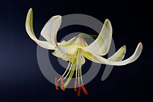 Elegant cream or white lily lance-shaped lily close-up on a dark black background. A minimalistic photo for a poster