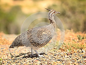 Elegant Crested Tinamou (Argentina, Patagonia)