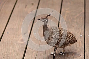 Elegant crested tinamou called Eudromia elegans