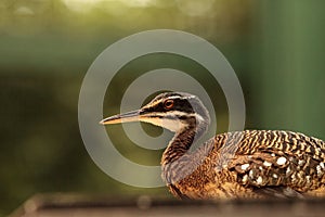 Elegant crested tinamou called Eudromia elegans elegans