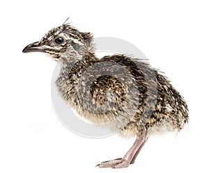 Elegant Crested Tinamou chick, Eudromia elegans, 1 day old