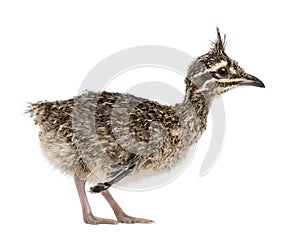 Elegant Crested Tinamou chick, Eudromia elegans, 1 week old