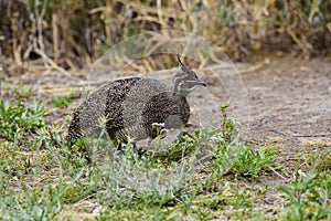 Elegant crested tinamou, Eudromia elegans,