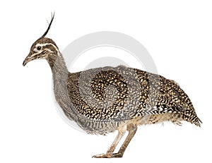 Elegant Crested Tinamou, Eudromia elegans, 3 months old