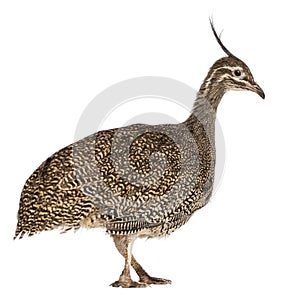 Elegant Crested Tinamou, Eudromia elegans, 3 months old