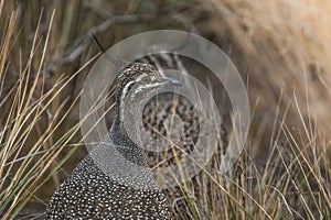 Elegant crested tinamou, Eudromia elegans,