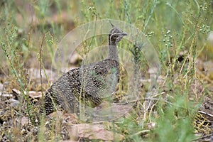 Elegant crested tinamou, Eudromia elegans, Pampas grassland environment, La Pampa province,