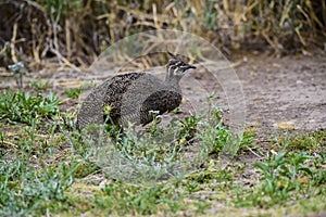 Elegant crested tinamou, Eudromia elegans, Pampas grassland environment, La Pampa province,