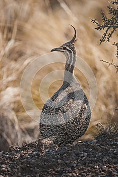 Elegant crested tinamou, Eudromia elegans, Pampas grassland environment, La Pampa province,