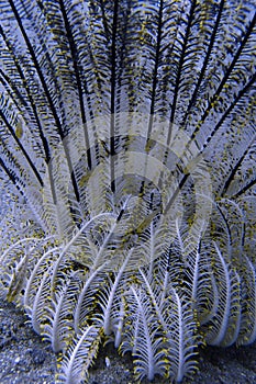 Elegant Crinoid, Tropical Reef life, Sogod Bay, Leyte, Philippines
