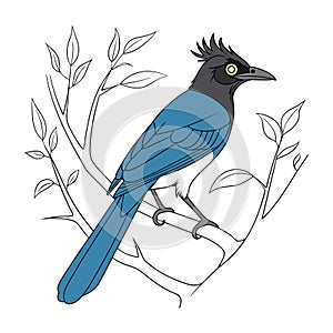 Elegant Curl-crested Jay Bird Vector