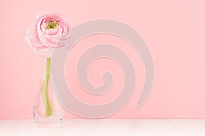 Elegant cute pastel pink festive background with buttercup flower in elegant vase on soft light white wood board.