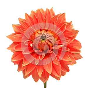 Elegant dahlia isolated on a white background. Beautiful head flower