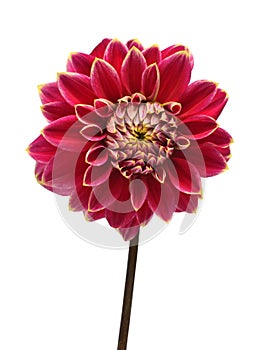 Elegant dahlia isolated on a white background. Beautiful head flower. Spring time, summer. Easter holidays. Garden decoration,