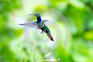Elegant and dainty blue and green hummingbird hovering in the air